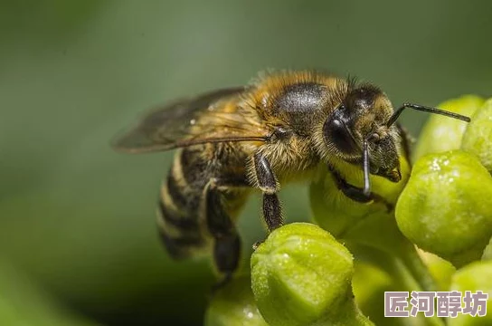 舔花蕊探究蜜蜂蝴蝶等昆虫如何通过舔舐获取花蜜和花粉以及对植物授粉的影响