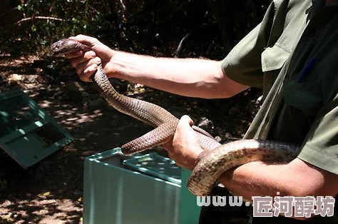 梦见杀蛇是什么意思预示着你最近可能遭遇小人算计或面临健康问题需谨慎