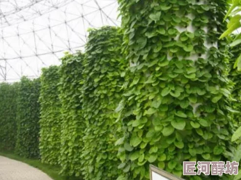 深入探索：植物大战僵尸全明星中培养液的获取方法与策略介绍